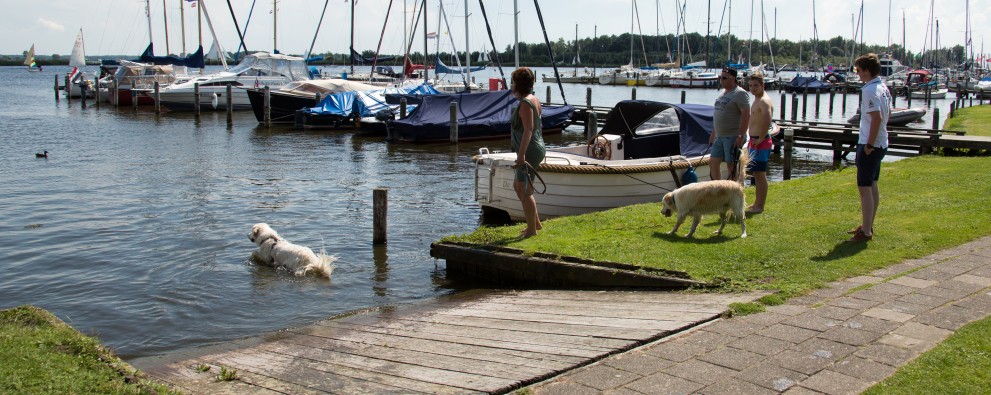 Hond in het water Kuilart